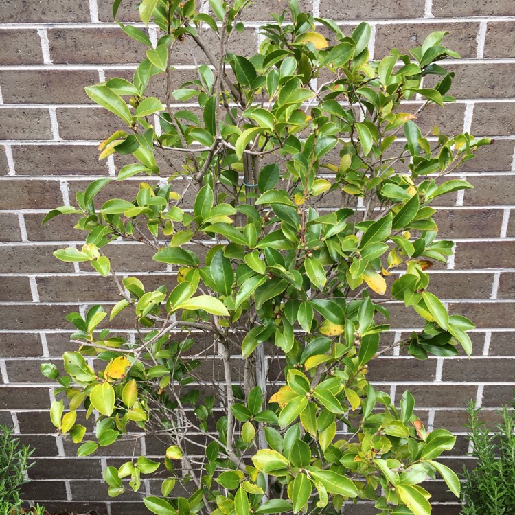 plant image 571043