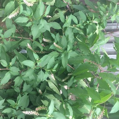 Jennifer's garden