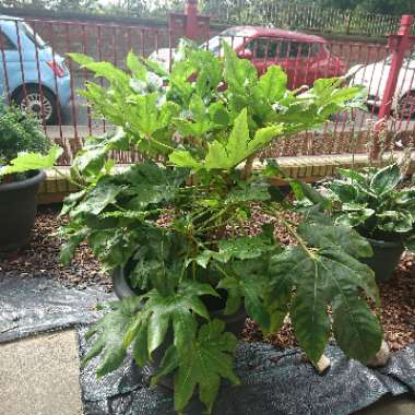 Japanese Aralia 'Variegata'