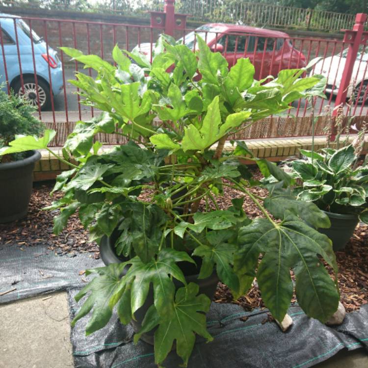 Plant image Fatsia japonica 'Variegata'
