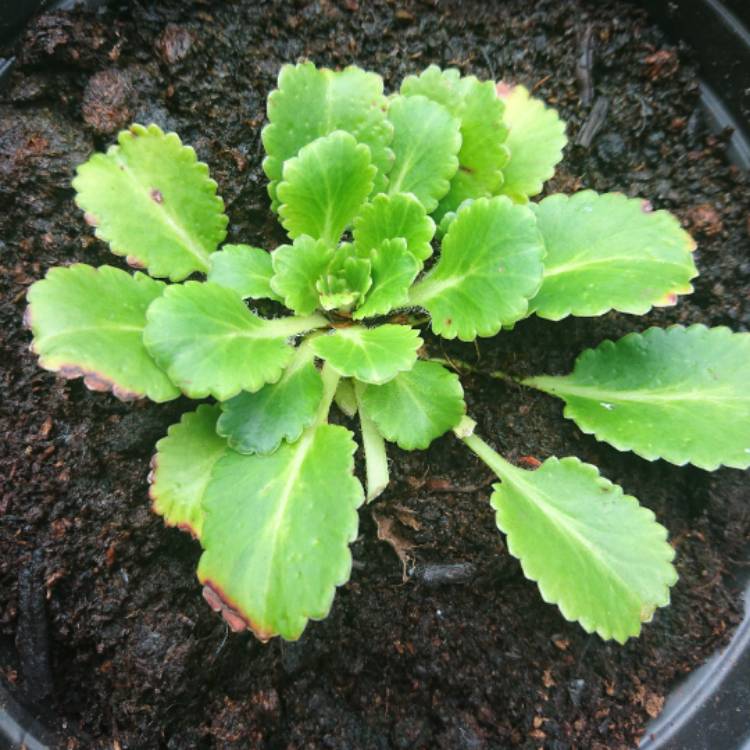 plant image 521413