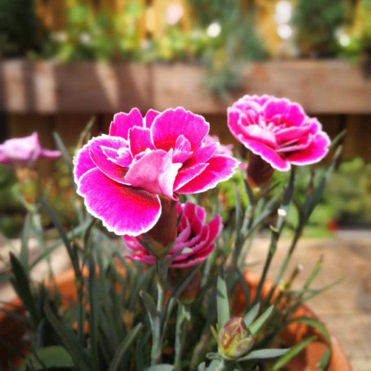 plant image 811146