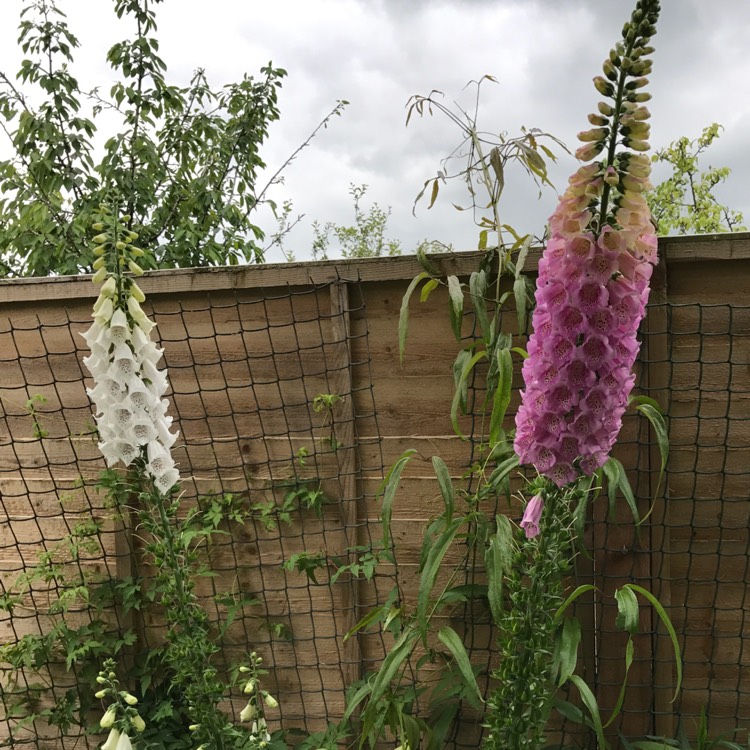 Plant image Digitalis purpurea 'Excelsior Hybrid Mixed'