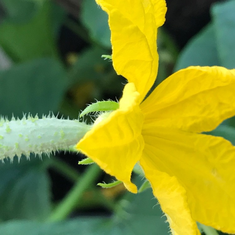 Plant image Cucumis Sativus 'Marketmore'