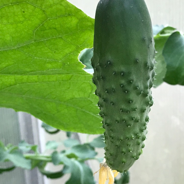 Plant image Cucumis Sativus 'Marketmore'