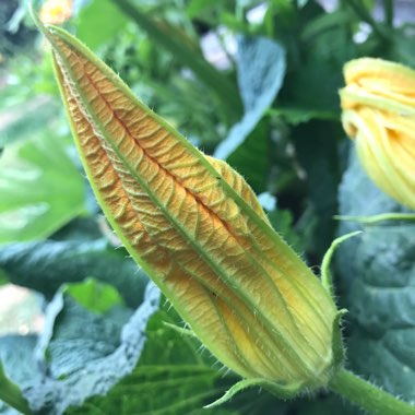 Rachel's garden