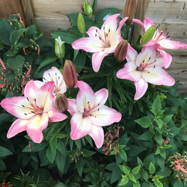 Rachel's garden