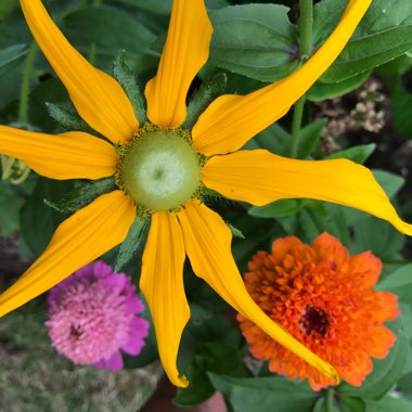 Coneflower 'Irish Eyes'