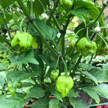 Chilli Pepper 'Carolina Reaper'