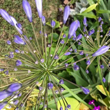 African Lily
