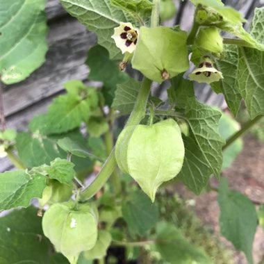 Physalis