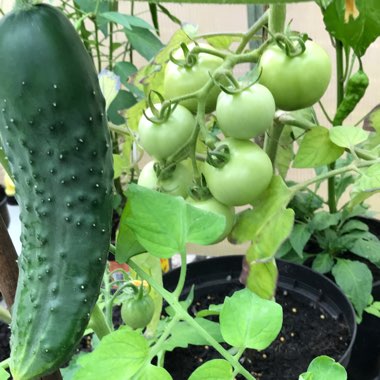 Rachel's garden