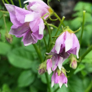 Rachel's garden