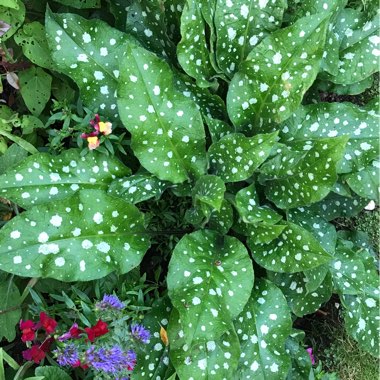 Rachel's garden