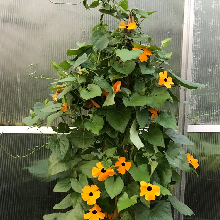 Plant image Thunbergia alata