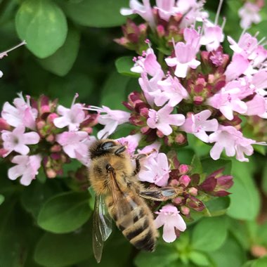 Thyme