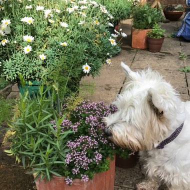 Rachel's garden