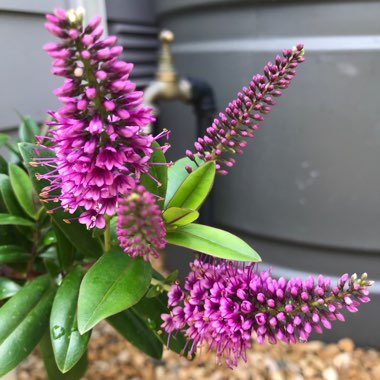 Shrubby Veronica