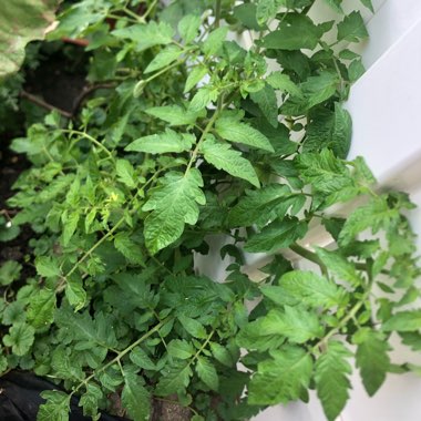 Solanum lycopersicum 'Black Krim'