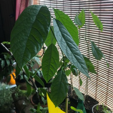 Persea americana  syn. Persea gratissima