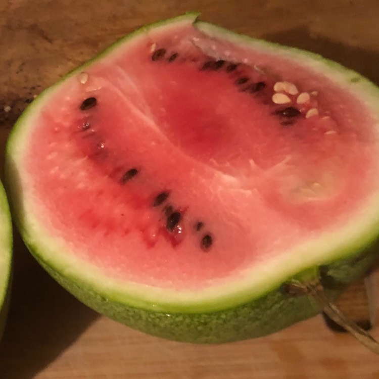 Plant image Citrullus Lanatus 'Sugar Baby'