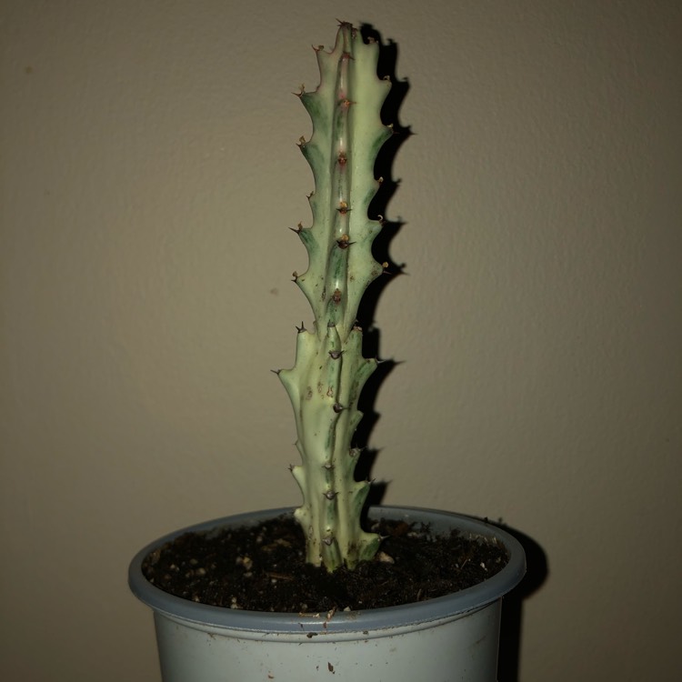 plant image 1412352
