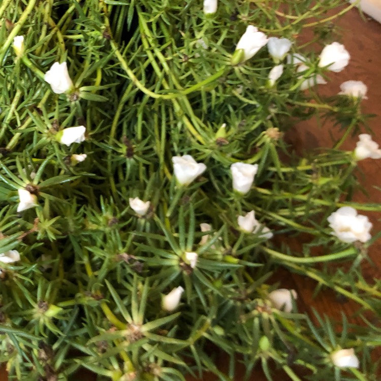 plant image 1412715