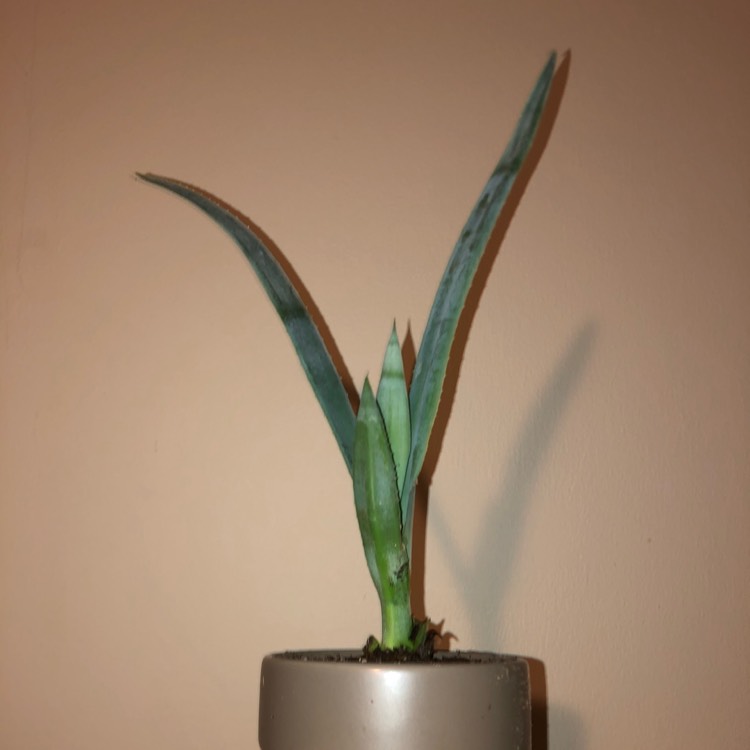Plant image Agave tequilana