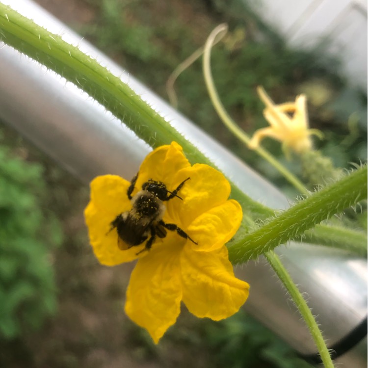 Plant image Cucumis Sativus 'Marketmore'
