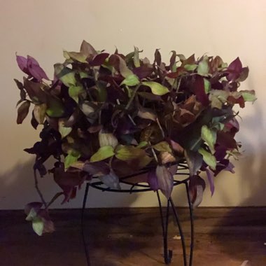 Tradescantia zebrina  syn. Tradescantia tricolor, Tradescantia zebrina pendula, Tradescantia pendula