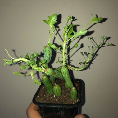 Senecio articulatus