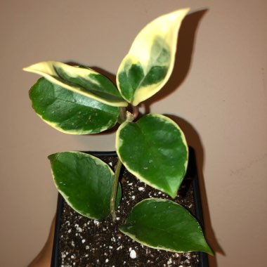 Hoya carnosa 'Krimson Queen' syn. 'Crimson Queen'