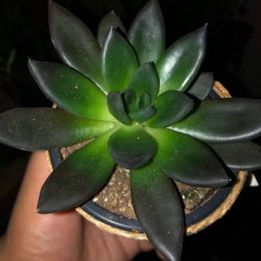 Echeveria Affinis sp.