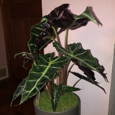 Alocasia x amazonica 'Polly'