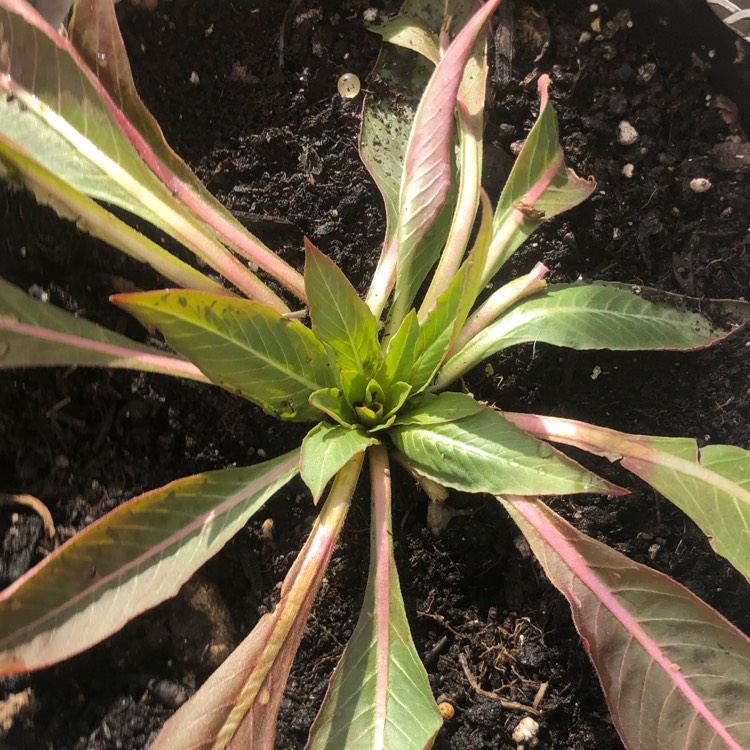 Plant image Oenothera elata