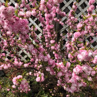 Prunus glandulosa 'Rosea Plena'