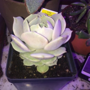 Echeveria Lola