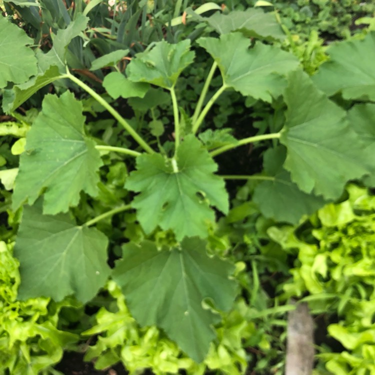 Plant image Cucurbita pepo 'Jack Be Little'
