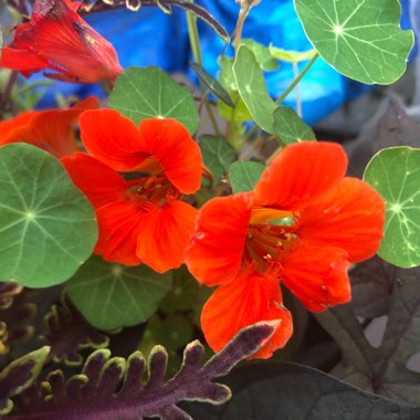 Tropaeolum majus 'Empress of India'