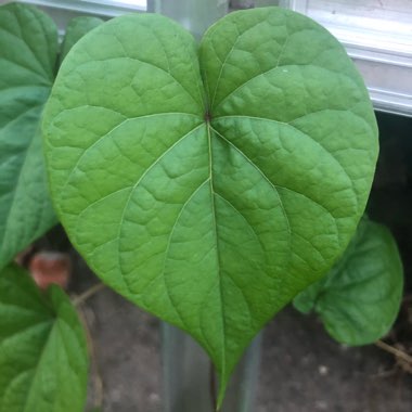 Ipomoea turbinata