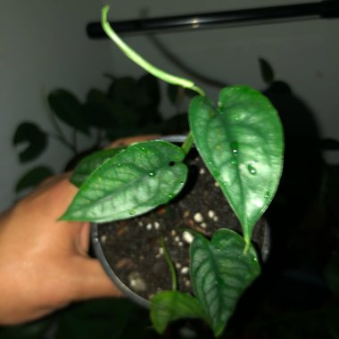 Monstera siltepecana