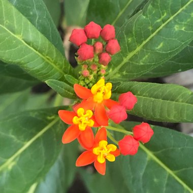 Asclepias curassavica