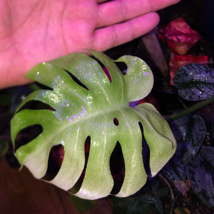 plant image 1539108