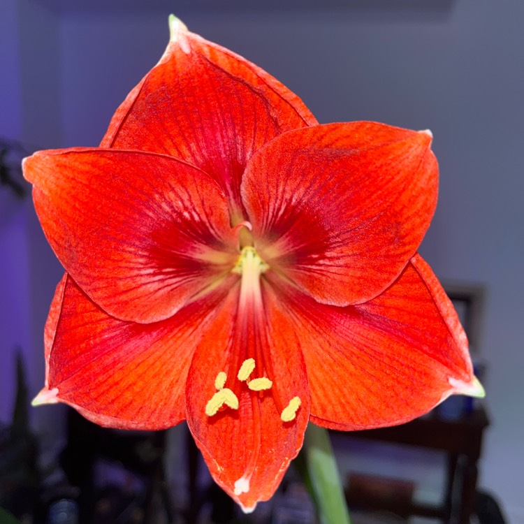 Plant image Hippeastrum 'Ferrari'
