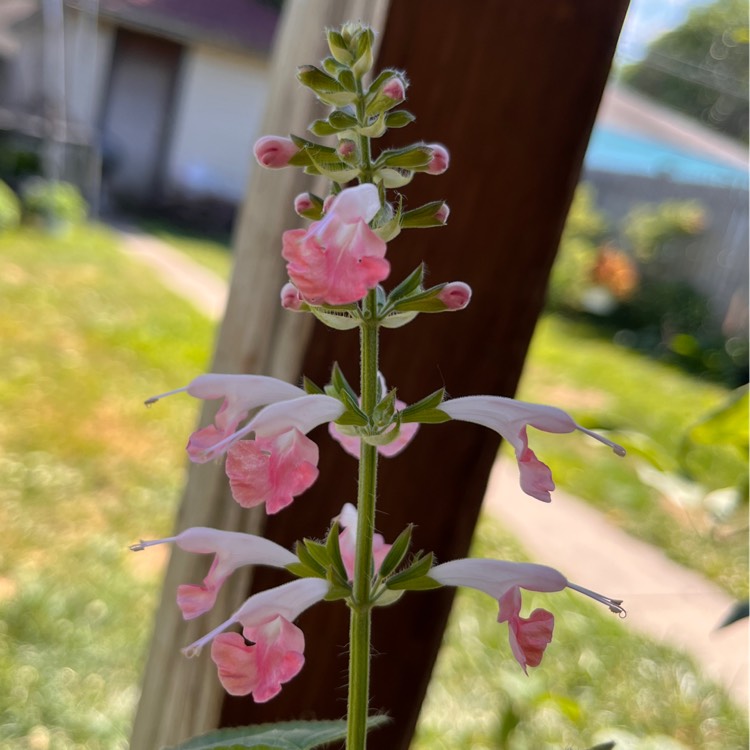 Plant image Salvia x sylvestris 'Pink Dawn'