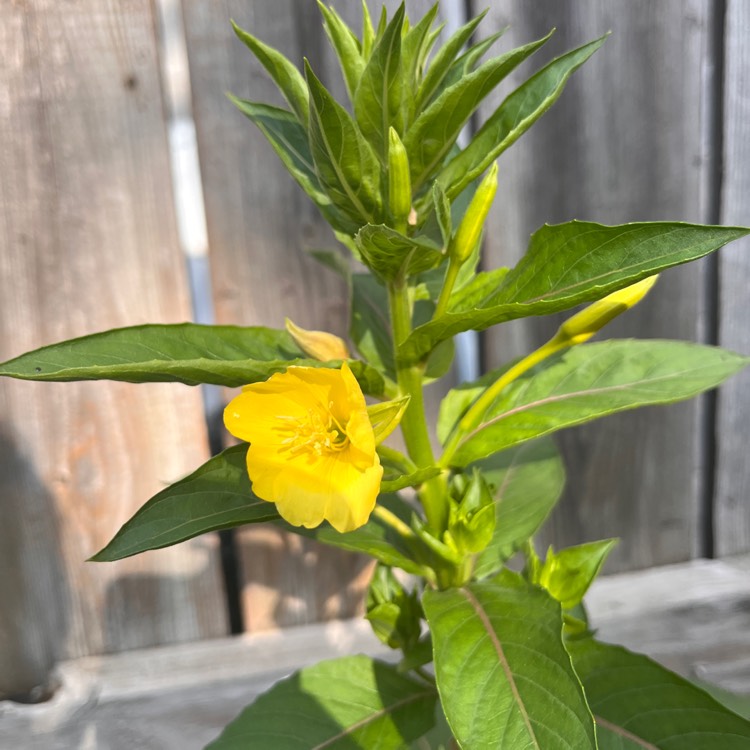 plant image 1618809