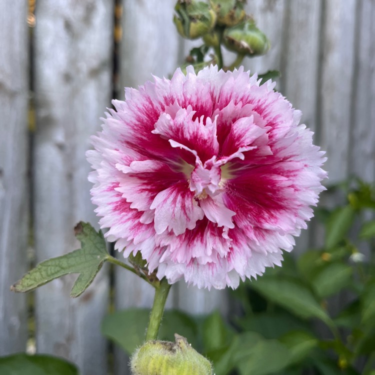Plant image Alcea rosea 'Fiesta Time' syn. Alcea rosea 'Fiesta'