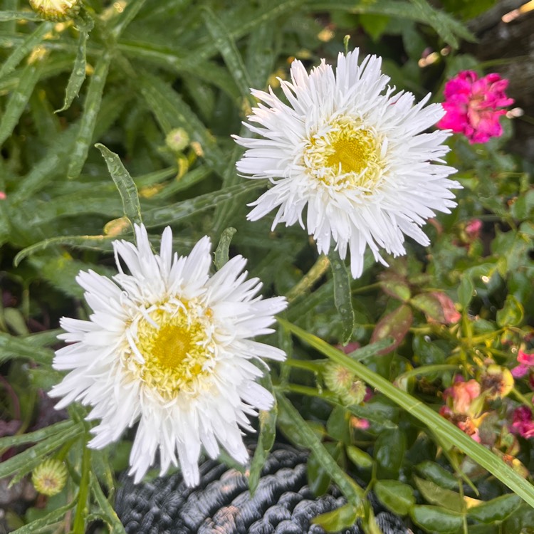 plant image 1680214