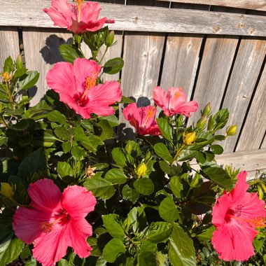 Hibiscus Rosa-sinensis 