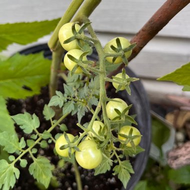 Solanum Lycopersicum 'Tiny Tim'